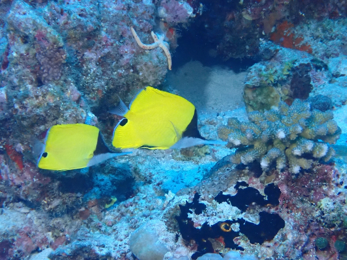 Forcep Butterflyfish - Forcipiger flavissimus  Butterflyfish,Forcep Butterflyfish,Forcipiger flavissimus,Maldives,Yellow Longnose Butterflyfish
