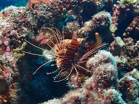 Spotfin Lionfish - Pterois antennata  Fish,Lionfish,Maldives,Pterois antennata,Spotfin Lionfish