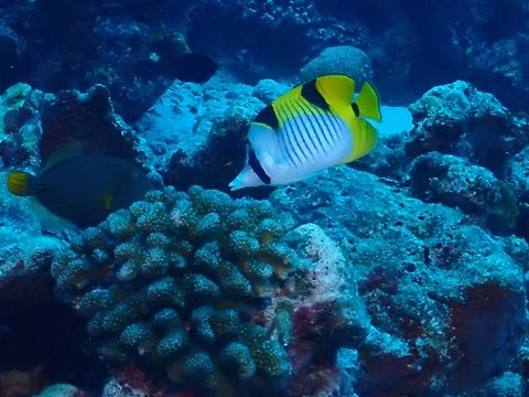 Saddleback Butterflyfish - Chaetodon falcula  Butterflyfish,Chaetodon falcula,Fish,Maldives,Saddleback Butterflyfish