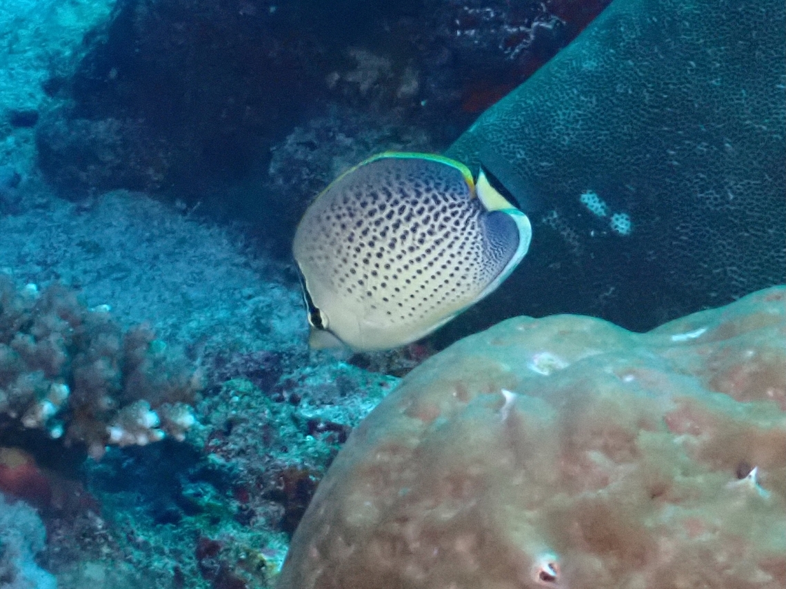 Spotted Butterflyfish - Chaetodon guttatissimus  Butterflyfish,Chaetodon guttatissimus,Fish,Maldives,Spotted Butterflyfish