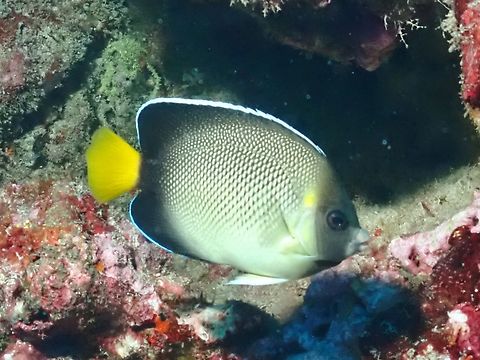 Yellowtail Angelfish - Apolemichthys xanthurus  Angelfish,Apolemichthys xanthurus,Fish,Maldives,Yellowtail Angelfish
