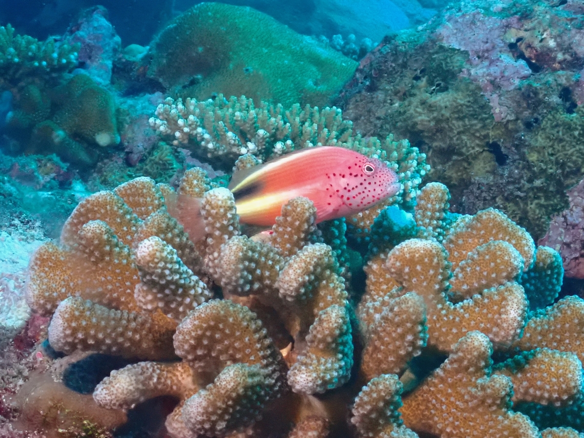 Freckled Hawkfish - Paracirrhites forsteri  Black-sided hawkfish,Fish,Freckled Hawkfish,Hawkfish,Maldives,Paracirrhites forsteri