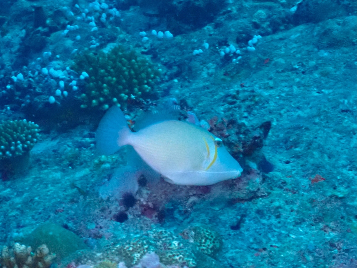 Lei Triggerfish - Sufflamen bursa  Fish,Lei Triggerfish,Maldives,Sufflamen bursa,Triggerfish