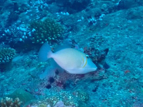 Lei Triggerfish - Sufflamen bursa  Fish,Lei Triggerfish,Maldives,Sufflamen bursa,Triggerfish