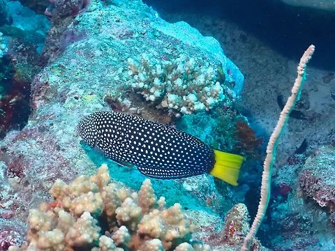 Yellowtail Wrasse - Anampses meleagrides  Anampses meleagrides,Fish,Maldives,Wrasse,Yellowtail Wrasse