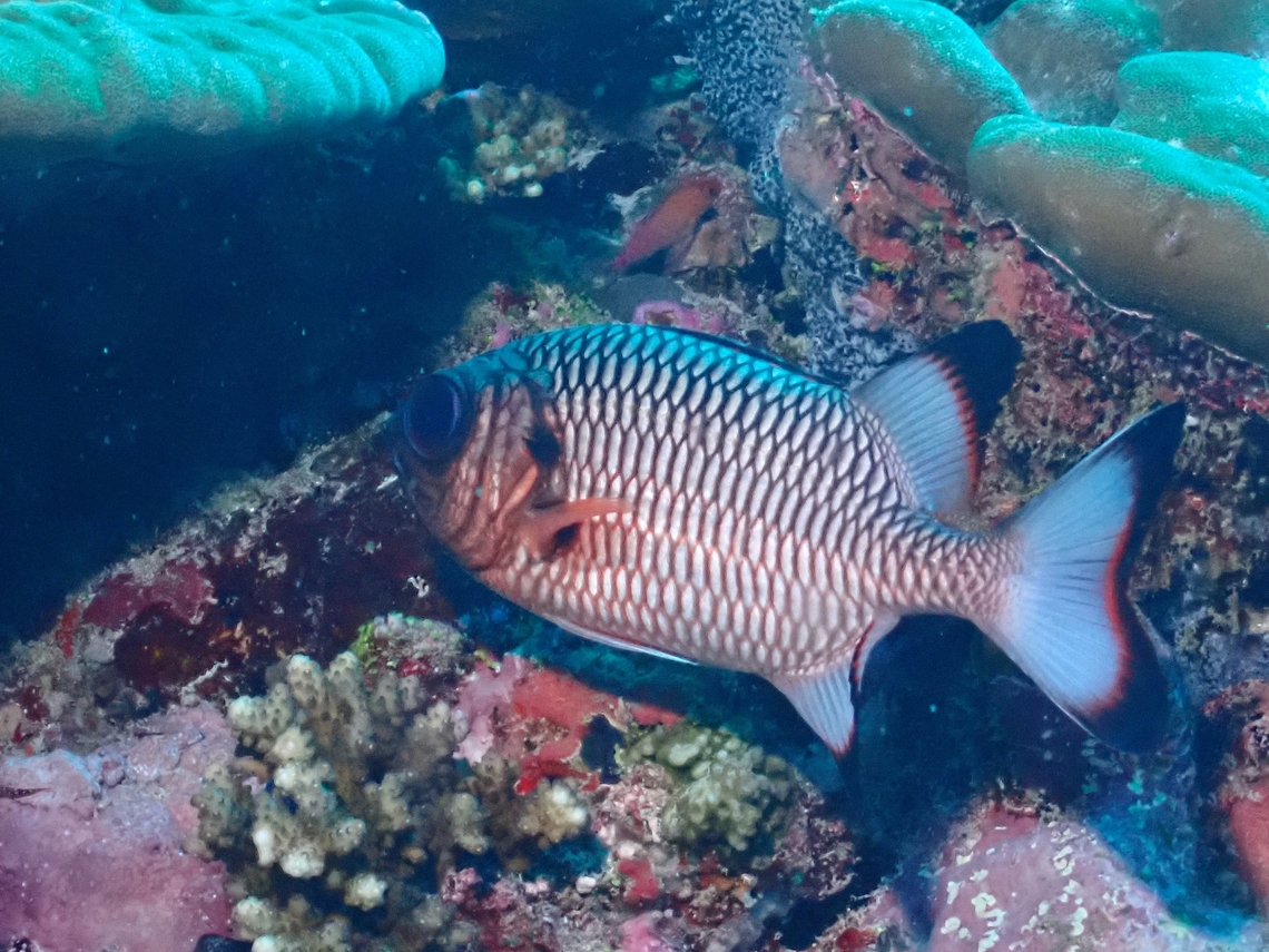 Shadowfin Soldierfish - Myripristis adusta  Fish,Maldives,Myripristis adusta,Shadowfin Soldierfish,Soldierfish