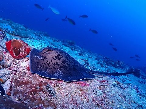 Blotched Fantail Stingray - Taeniurops meyeni  Blotched Fantail Stingray,Fish,Maldives,Stingray,Taeniurops meyeni