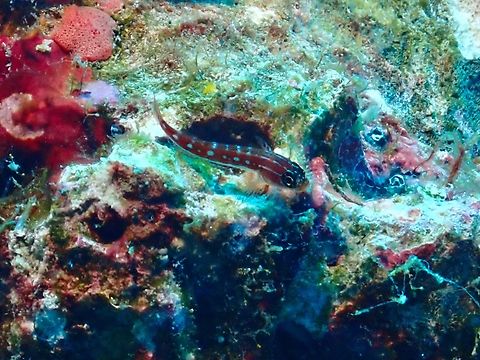 Maldives Triplefin - Helcogramma maldivensis  Fish,Helcogramma maldivensis,Maldives,Maldives Triplefin,Triplefin