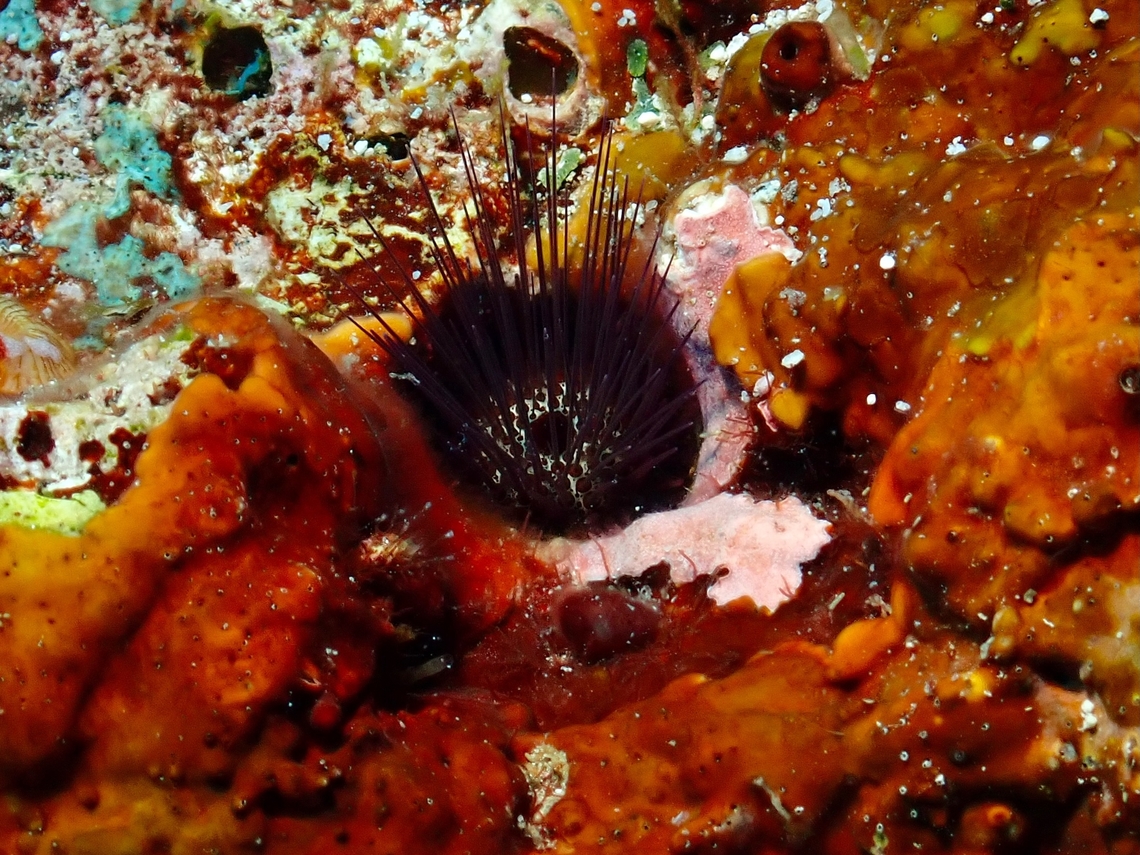 Burrowing Fine Spine Urchin - Echinostrephus molaris  Burrowing Fine Spine Urchin,Echinostrephus molaris,Maldives,Sea Urchin