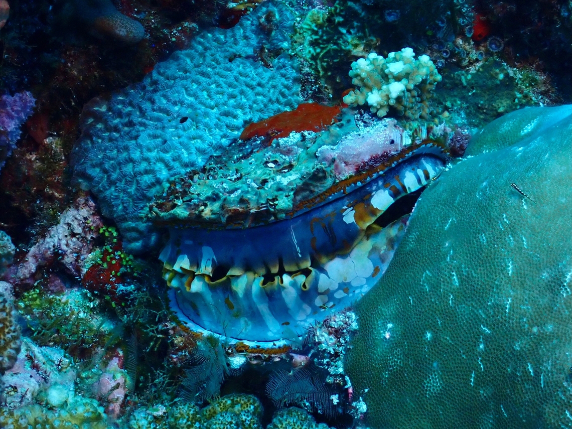 Giant Thorny Oyster - Spondylus varius  Giant Thorny Oyster,Maldives,Oyster,Spondylus varius