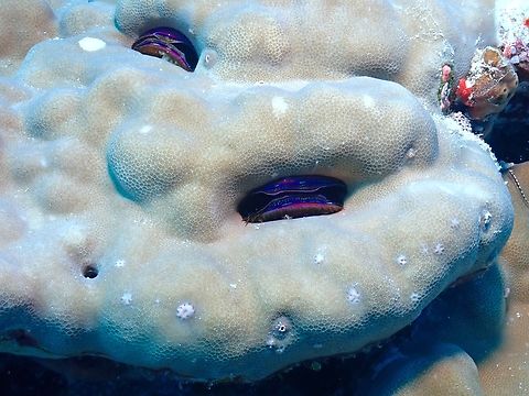 Iridescent Scallop - Pedum spondyloideum  Iridescent Scallop,Maldives,Pedum spondyloideum,Scallop