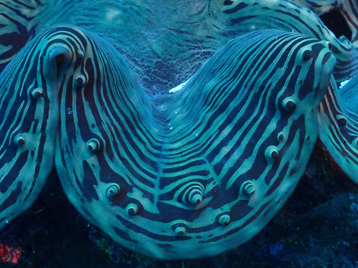 Fluted Giant Clam - Tridacna squamosa  Clam,Fluted Giant Clam,Fluted giant clam,Giant Clam,Maldives,Tridacna squamosa
