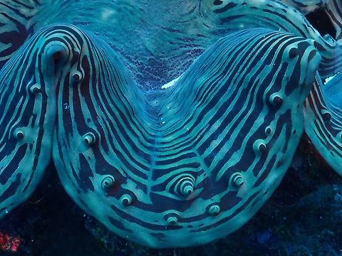 Fluted Giant Clam - Tridacna squamosa  Clam,Fluted Giant Clam,Fluted giant clam,Giant Clam,Maldives,Tridacna squamosa