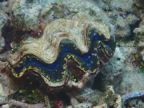Small Giant Clam - Tridacna maxima  Clam,Giant Clam,Maldives,Small Giant Clam,Tridacna maxima