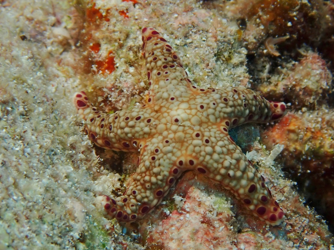 Cuming's Sea Star - Neoferdina cumingi  Cuming's Sea Star,Maldives,Neoferdina cumingi,Sea Star,Starfish