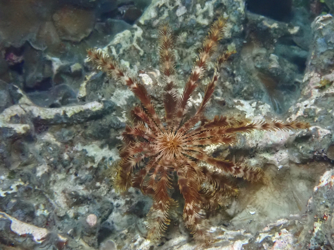 Indicated Featherstar - Stephanometra indica  Crinoid,Featherstar,Indicated Featherstar,Maldives,Stephanometra indica