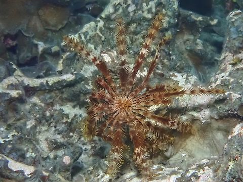 Indicated Featherstar - Stephanometra indica  Crinoid,Featherstar,Indicated Featherstar,Maldives,Stephanometra indica