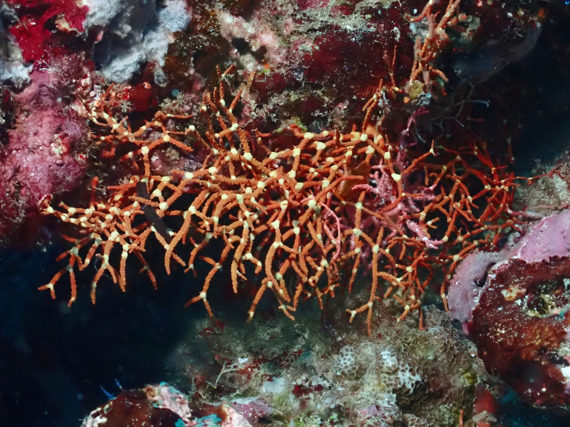 Soft Corals - Melithaea maldivensis  Corals,Maldives,Melithaea maldivensis,Soft Corals