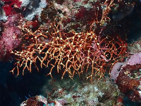 Soft Corals - Melithaea maldivensis  Corals,Maldives,Melithaea maldivensis,Soft Corals