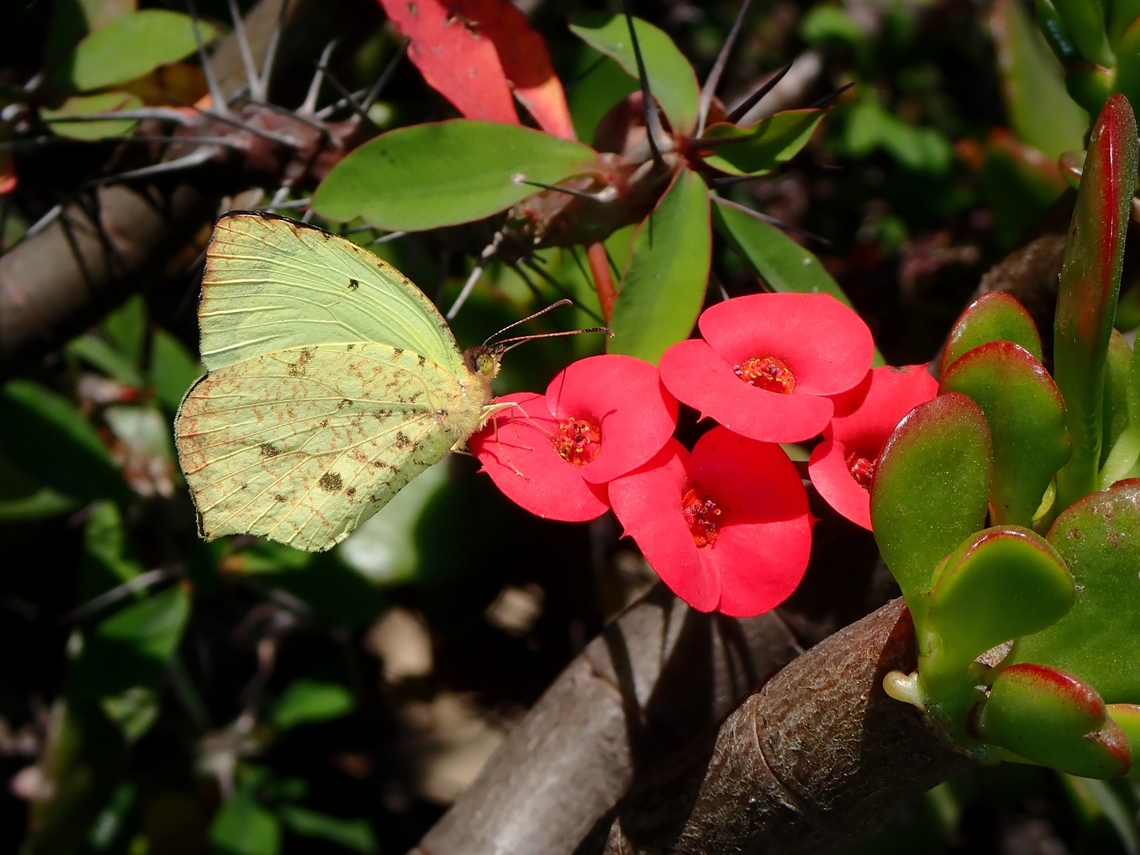 Butterfly - Abaeis salome jamapa  Abaeis salome jamapa,Butterfly,Mexico