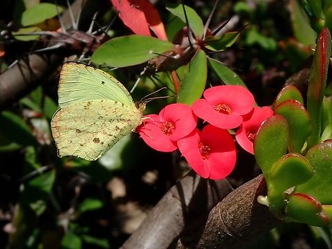 Butterfly - Abaeis salome jamapa  Abaeis salome jamapa,Butterfly,Mexico