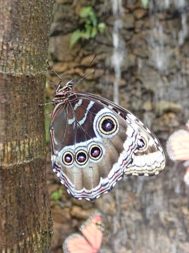 Common Morpho - Morpho helenor    Butterfly,Common Morpho,Mexico,Morpho helenor