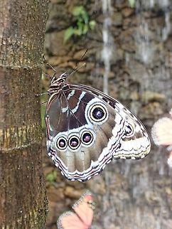 Common Morpho - Morpho helenor    Butterfly,Common Morpho,Mexico,Morpho helenor