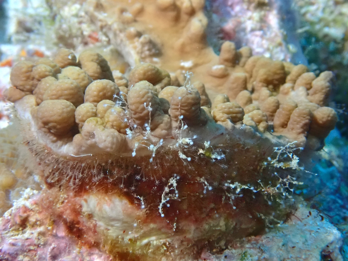 Hydroid - Hydrichthella epigorgia Observation on the tiny white stuff (Hydroids) under the Finger Leather Corals.<br />
<br />
First observation of Hydroid from Family Ptilocodiidae. Hydrichthella epigorgia,Hydroid,Maldives