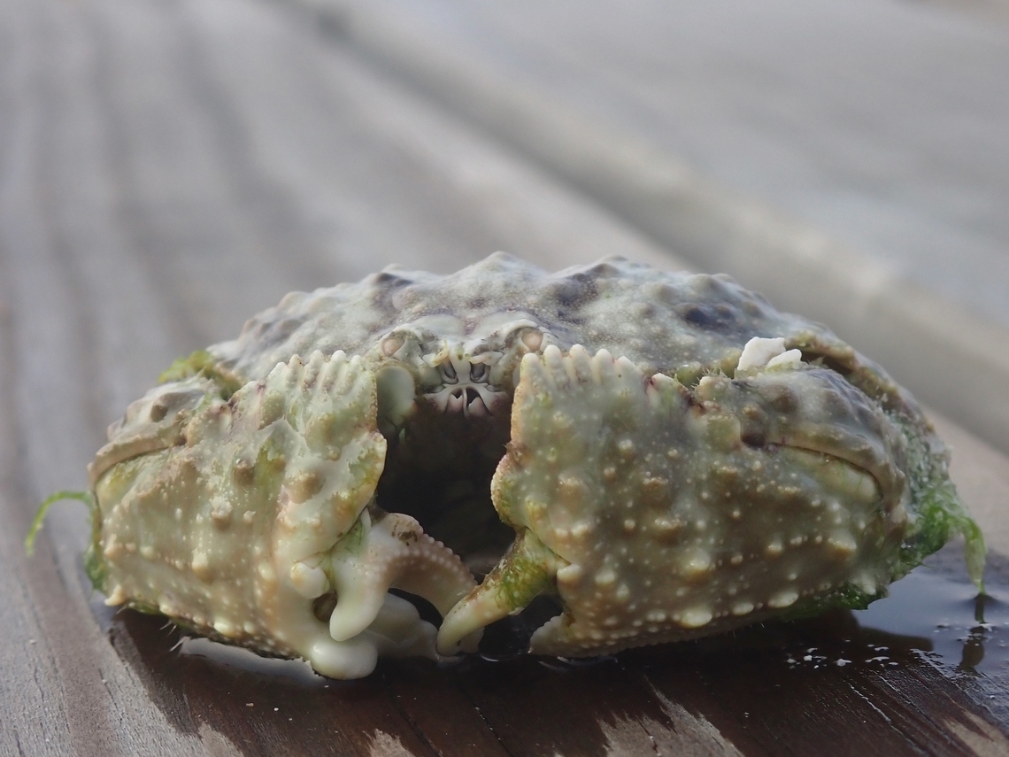 Common Box Crab - Calappa hepatica  Box Crab,Calappa hepatica,Common Box Crab,Crab,Maldives
