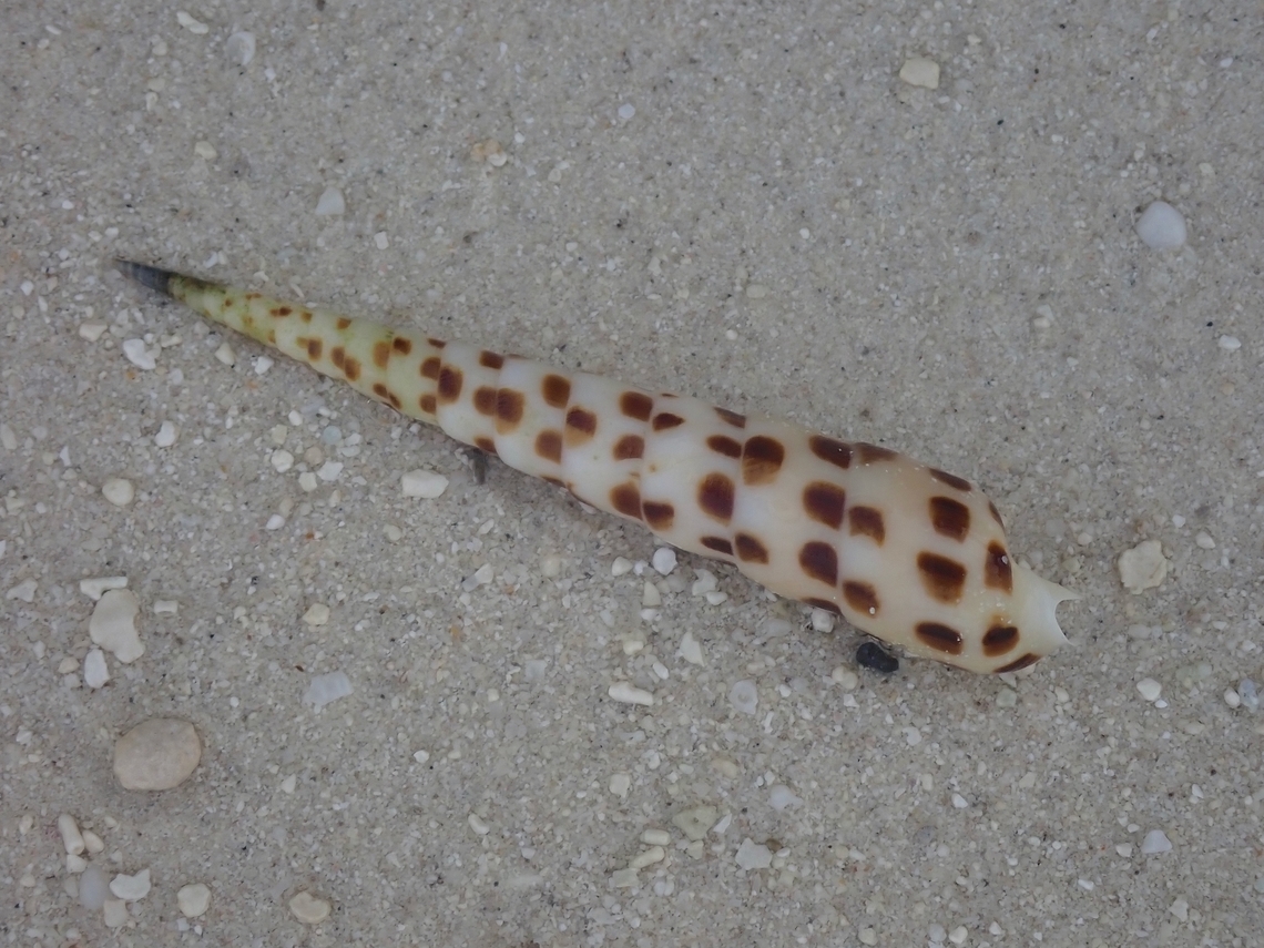 Auger Shell - Oxymeris areolata  Maldives,Oxymeris areolata,Shellfish
