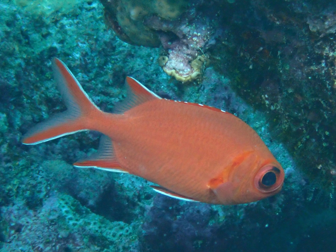 Whitetip Soldierfish - Myripristis vittata  Fish,Maldives,Myripristis vittata,Soldierfish,Whitetip Soldierfish