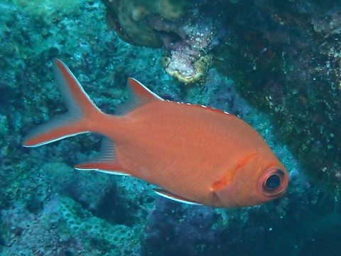 Whitetip Soldierfish - Myripristis vittata Fish,Maldives,Myripristis vittata,Soldierfish,Whitetip Soldierfish