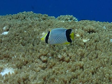 Chevron Butterflyfish - Chaetodon trifascialis  Butterflyfish,Chaetodon trifascialis,Chevron Butterflyfish,Fish,Maldives