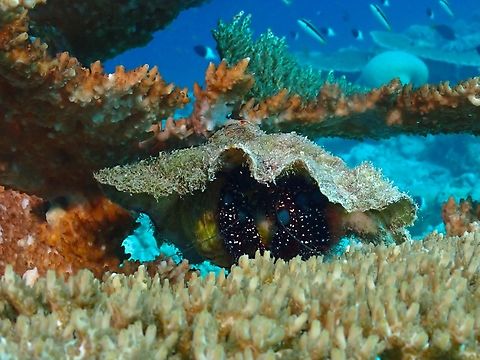 Blue Knee Hermit Crab - Dardanus guttatus First observation of Hermit Crab from the Family Calcinidae. Blue Knee Hermit Crab,Dardanus guttatus