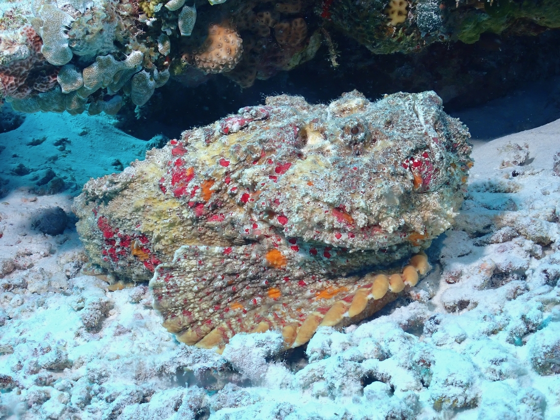 Reef Stonefish - Synanceia verrucosa  Fish,Maldives,Reef Stonefish,Stonefish,Synanceia verrucosa