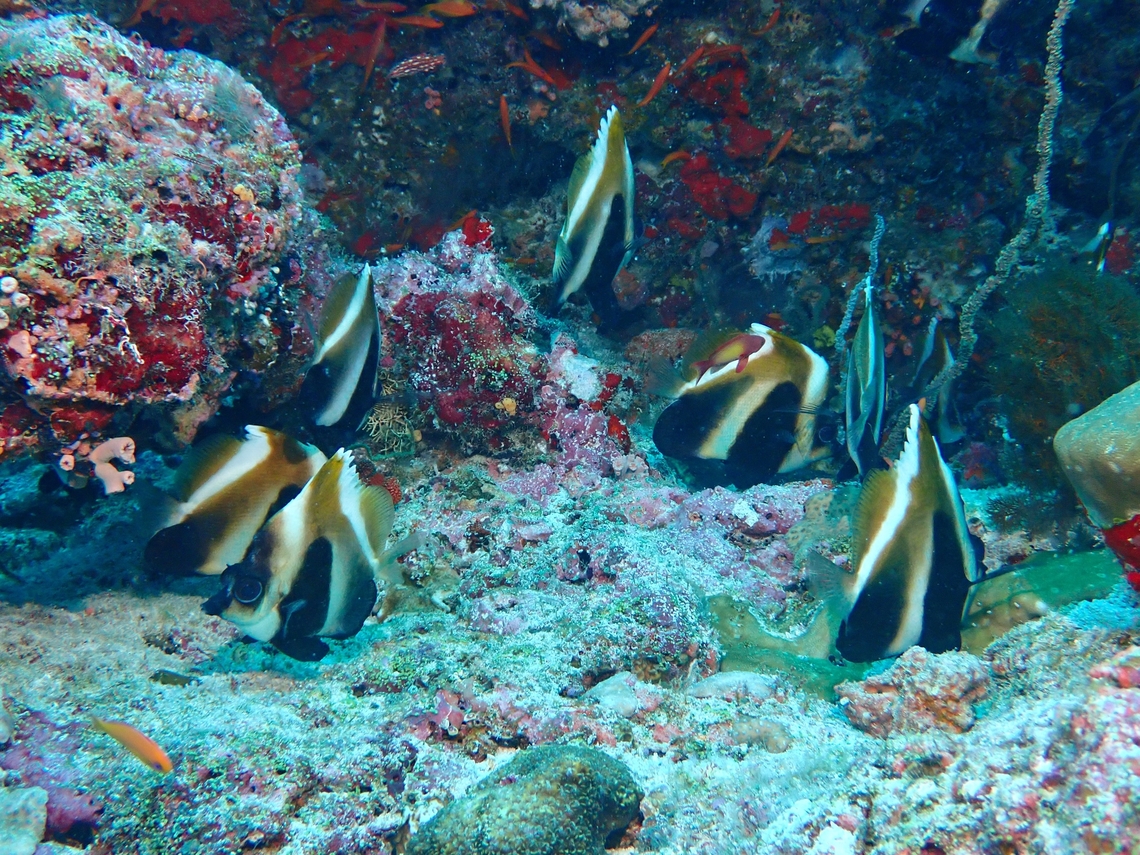 Phantom Bannerfish - Heniochus pleurotaenia  Bannerfish,Fish,Heniochus pleurotaenia,Maldives,Phantom Bannerfish