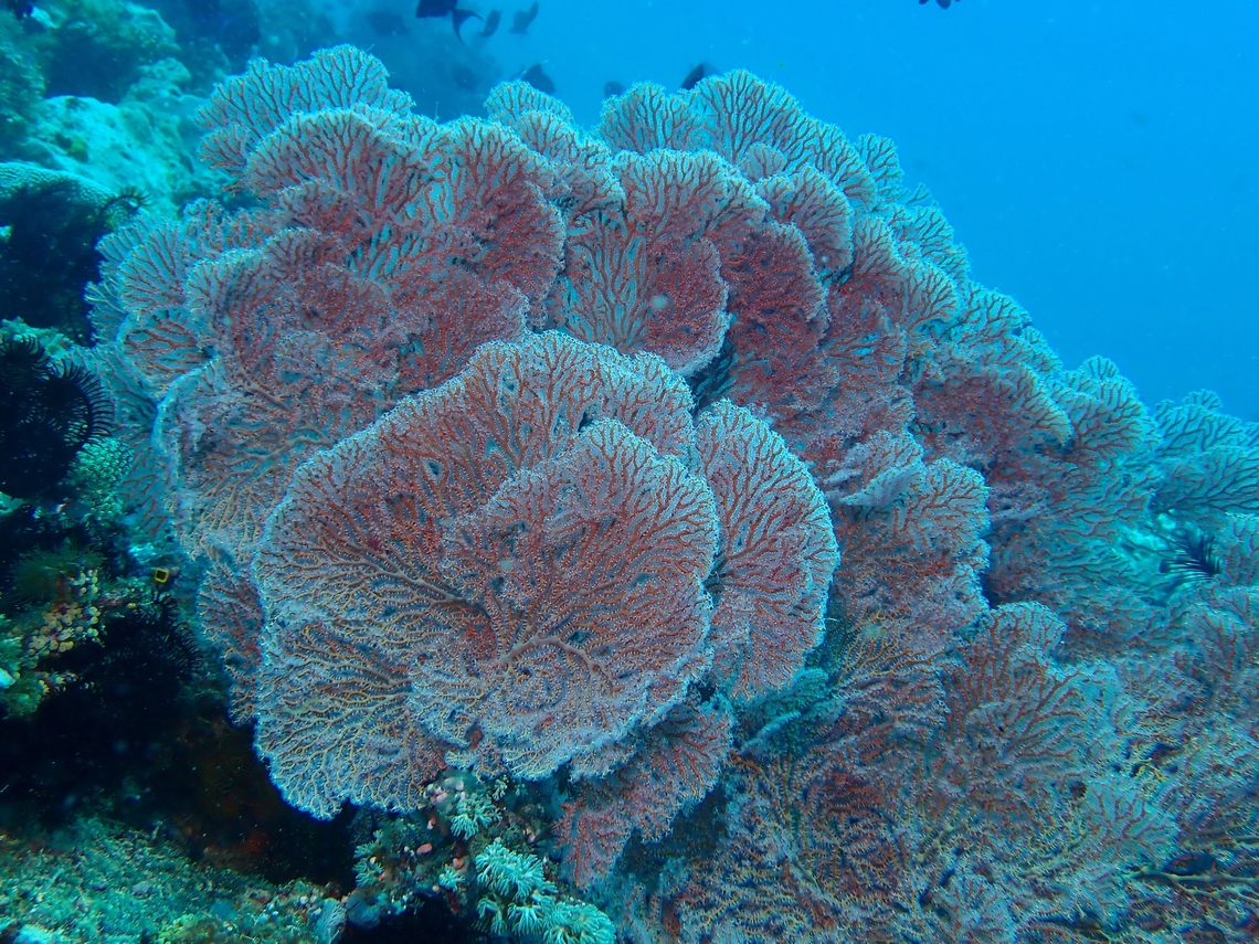 Knotted Fan Corals - Melithaea ochracea  Anilao,Batangas,Corals,Fan Corals,Knotted Fan Coral,Melithaea ochracea,Philippines