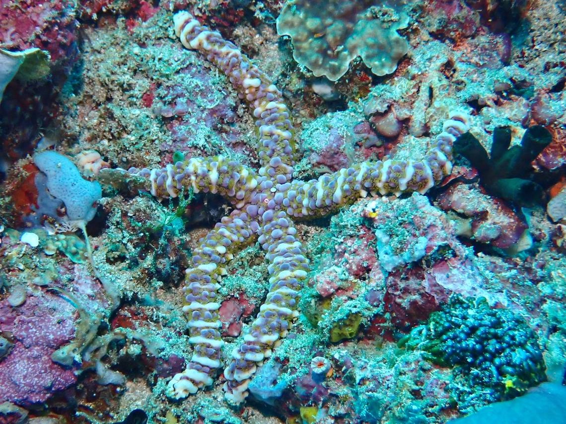 Nodular Seastar - Echinaster callosus  Anilao,Batangas,Echinaster callosus,Nodular Seastar,Philippines,Seastar,Starfish