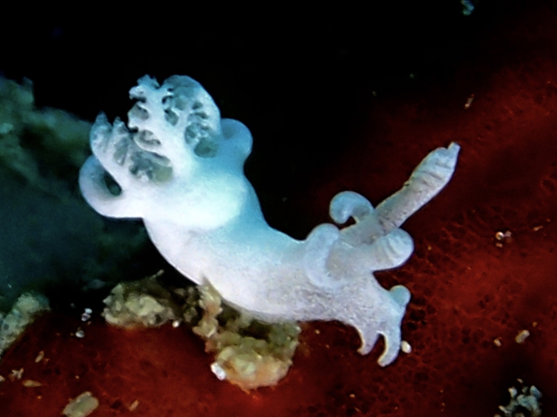 Pure White! This Nudibranch is newly described in April 2022, together with 8 other species from the same genus :<br />
<br />
<a href="https://academic.oup.com/zoolinnean/advance-article-abstract/doi/10.1093/zoolinnean/zlac009/6575583" rel="nofollow">https://academic.oup.com/zoolinnean/advance-article-abstract/doi/10.1093/zoolinnean/zlac009/6575583</a><br />
<br />
This photo was taken in Sept 2017. Cebu,Gato Island,Malapascua,Nudibranch,Philippines,Trapania lemanioides