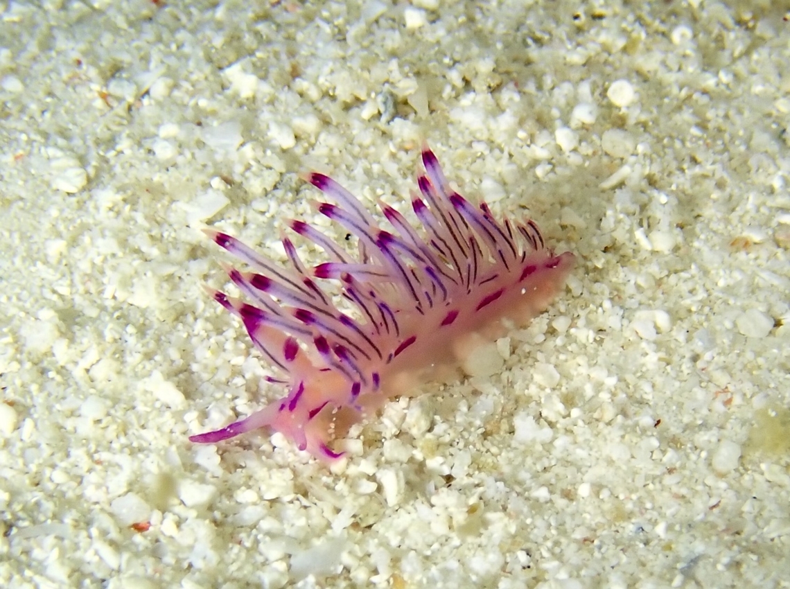Nudibranch - Coryphellina lotos  Coryphellina lotos,Mabul,Malaysia,Nudibranch,Sabah