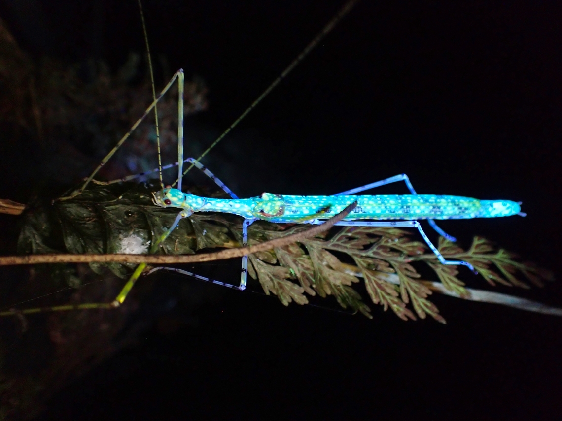 Glowing Stick! Female Spotted Flying Stick - Necroscia punctata under UV lighting. Malaysia,Necroscia punctata,Pahang,Phasmatodea,Phasmid,Phasmida,Spotted Flying Stick,Stick Insect,Ultra Violet Light