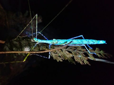 Glowing Stick! Female Spotted Flying Stick - Necroscia punctata under UV lighting. Malaysia,Necroscia punctata,Pahang,Phasmatodea,Phasmid,Phasmida,Spotted Flying Stick,Stick Insect,Ultra Violet Light