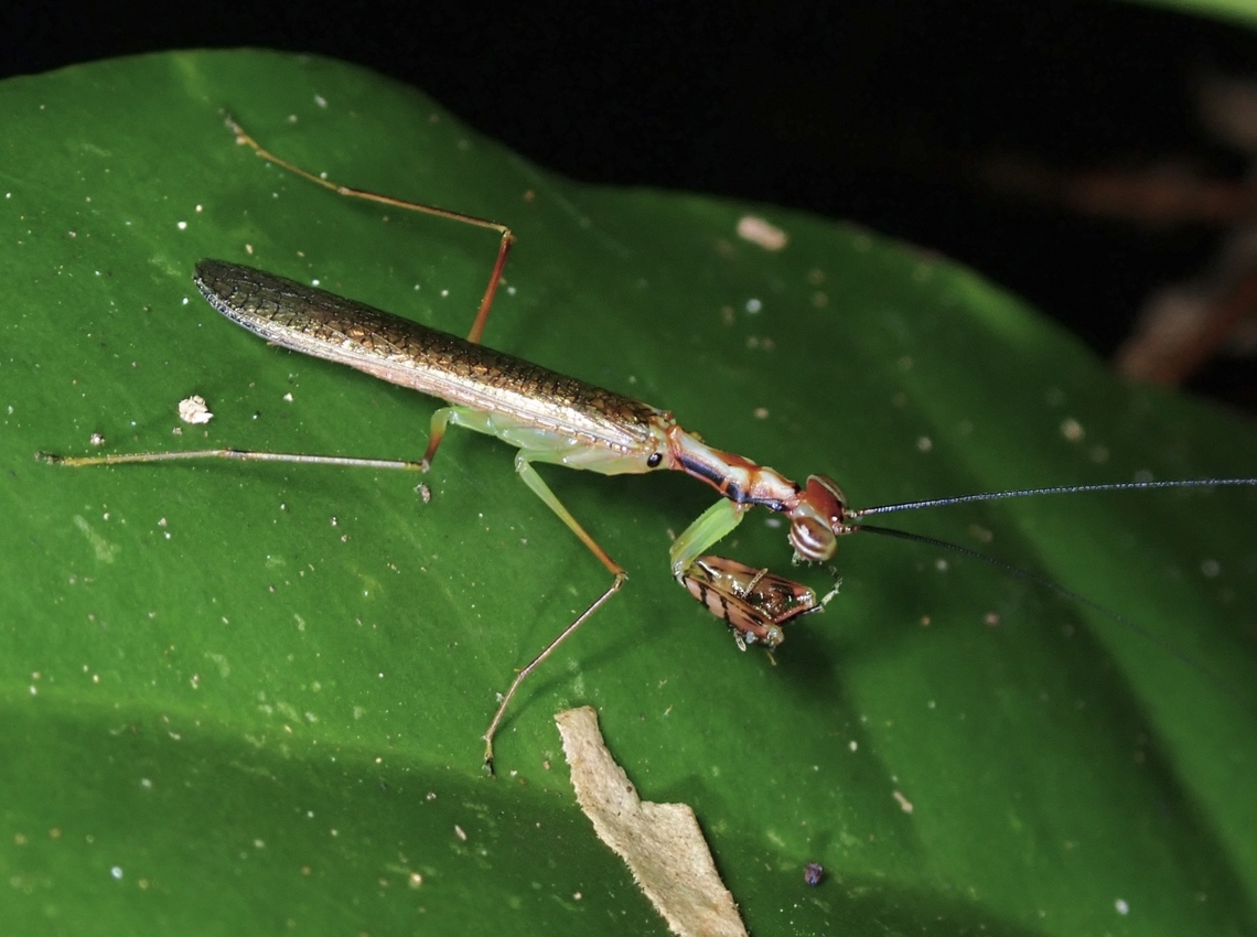 Praying Mantis with meal  Hapalopeza tigrina,Malaysia,Mantis,Penang,Praying Mantis