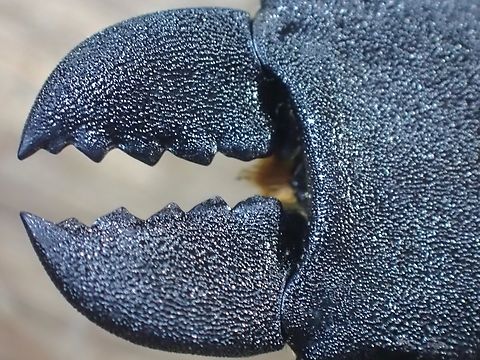 Killing Machine! Close-up of mandible of Stag Beetle - Odontolabis cypri
Picture of the full Stag Beetle :
https://www.jungledragon.com/image/135552/stag_beetle_-_odontolabis_cypri.html Beetle,Malaysia,Odontolabis cypri,Sabah,Stag Beetle