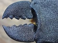 Killing Machine! Close-up of mandible of Stag Beetle - Odontolabis cypri<br />
<br />
Picture of the full Stag Beetle :<br />
<br />
https://www.jungledragon.com/image/135552/stag_beetle_-_odontolabis_cypri.html Beetle,Malaysia,Odontolabis cypri,Sabah,Stag Beetle