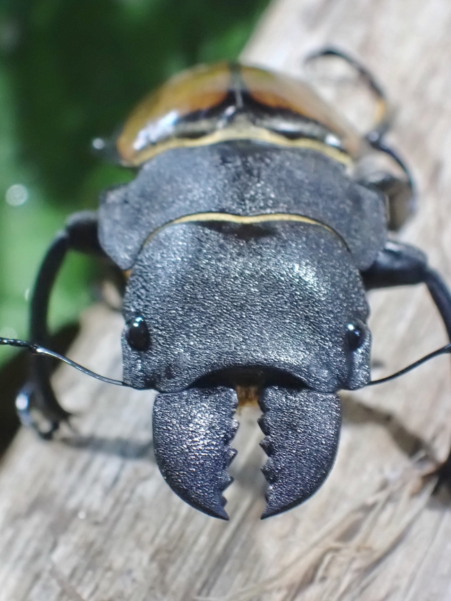 Stag Beetle - Odontolabis cypri Close-up of Mandile :<br />
<br />
<figure class="photo"><a href="https://www.jungledragon.com/image/135551/killing_machine.html" title="Killing Machine!"><img src="https://s3.amazonaws.com/media.jungledragon.com/images/2994/135551_thumb.jpeg?AWSAccessKeyId=05GMT0V3GWVNE7GGM1R2&Expires=1759968010&Signature=zC8yApkipTwu4LdDONE6%2BS5ocEQ%3D" width="200" height="150" alt="Killing Machine! Close-up of mandible of Stag Beetle - Odontolabis cypri<br />
<br />
Picture of the full Stag Beetle :<br />
<br />
https://www.jungledragon.com/image/135552/stag_beetle_-_odontolabis_cypri.html Beetle,Malaysia,Odontolabis cypri,Sabah,Stag Beetle" /></a></figure> Malaysia,Odontolabis cypri,Sabah,Stag Beetle