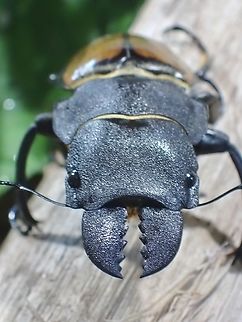 Stag Beetle - Odontolabis cypri Close-up of Mandile :

https://www.jungledragon.com/image/135551/killing_machine.html Malaysia,Odontolabis cypri,Sabah,Stag Beetle