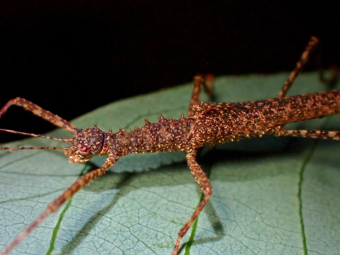 A friend This species was described in 2017 and named after a friend from Italy.<br />
<br />
Picture of the whole Phasmid :<br />
<br />
<figure class="photo"><a href="https://www.jungledragon.com/image/135951/phasmidstick_insect_-_notaspinius_gottardoi.html" title="Phasmid/Stick Insect - Notaspinius gottardoi"><img src="https://s3.amazonaws.com/media.jungledragon.com/images/2994/135951_thumb.jpeg?AWSAccessKeyId=05GMT0V3GWVNE7GGM1R2&Expires=1759968010&Signature=5AXvJ7nTDRiHV6ZLLBKUHQUEEuw%3D" width="200" height="150" alt="Phasmid/Stick Insect - Notaspinius gottardoi Close-up :<br />
<br />
https://www.jungledragon.com/image/135950/a_friend.html Malaysia,Notaspinius gottardoi,Phasmatodea,Phasmid,Phasmida,Sabah,Stick Insect" /></a></figure> Malaysia,Notaspinius gottardoi,Phasmatodea,Phasmid,Phasmida,Sabah,Stick Insect
