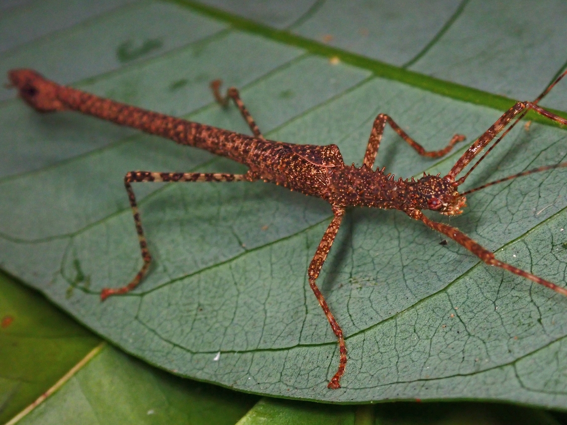 Phasmid/Stick Insect - Notaspinius gottardoi Close-up :<br />
<br />
<figure class="photo"><a href="https://www.jungledragon.com/image/135950/a_friend.html" title="A friend"><img src="https://s3.amazonaws.com/media.jungledragon.com/images/2994/135950_thumb.jpeg?AWSAccessKeyId=05GMT0V3GWVNE7GGM1R2&Expires=1759968010&Signature=vlHh1OgZGqYdabMbBQZ2FdM%2FJAM%3D" width="200" height="150" alt="A friend This species was described in 2017 and named after a friend from Italy.<br />
<br />
Picture of the whole Phasmid :<br />
<br />
https://www.jungledragon.com/image/135951/phasmidstick_insect_-_notaspinius_gottardoi.html Malaysia,Notaspinius gottardoi,Phasmatodea,Phasmid,Phasmida,Sabah,Stick Insect" /></a></figure> Malaysia,Notaspinius gottardoi,Phasmatodea,Phasmid,Phasmida,Sabah,Stick Insect