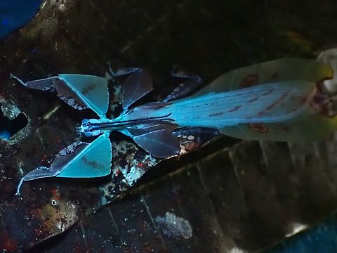 Blue Leaf Male Leaf Insect - Pulchriphyllium abdulfatahi under UV lighting.

Under regular lighting :

https://www.jungledragon.com/image/135953/dried_leaf.html Leaf Insect,Malaysia,Phasmatodea,Phasmid,Phasmida,Pulchriphyllium abdulfatahi,Sabah,Ultra Violet Light